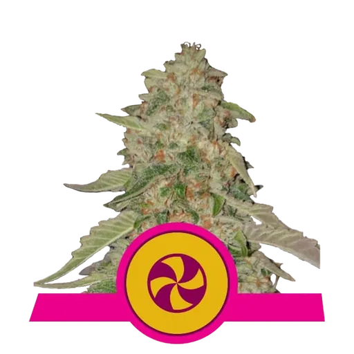 Sweet ZZ (formerly Sweet Zkittlez) | PHOTOFEM | Royal Queen Seeds