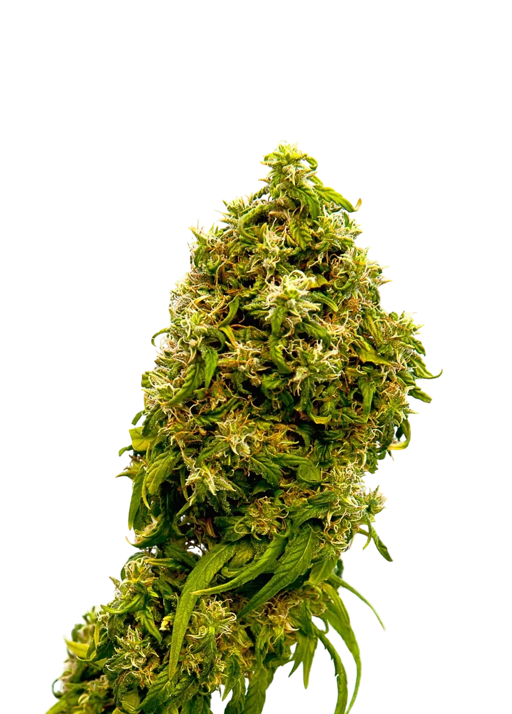 Swiss Dream CBD | PHOTOFEM | Kannabia Seeds