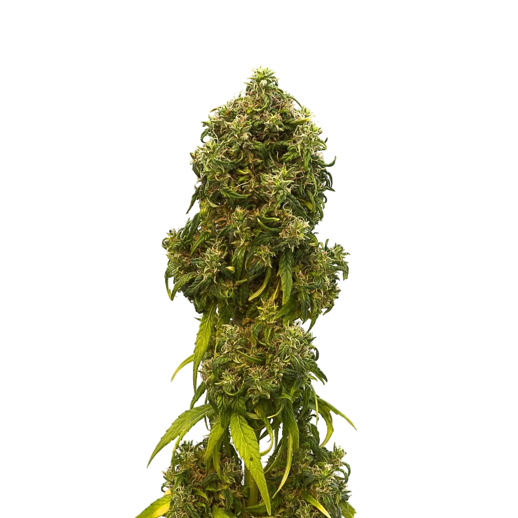 Swiss Dream CBD Auto | AUTOFEM | Kannabia Seeds