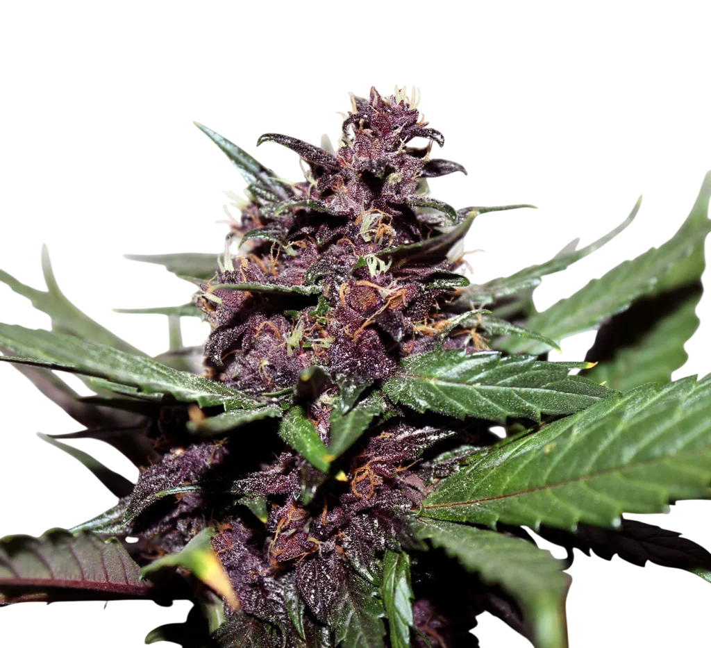 Swiss Dream Rose CBD Auto – Produktansicht