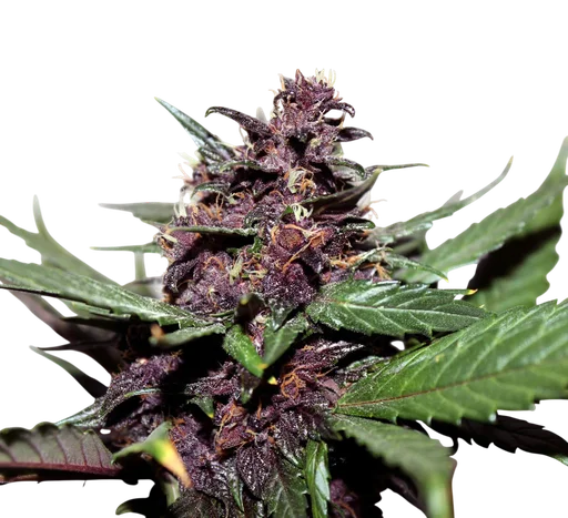 Swiss Dream Rose CBD Auto