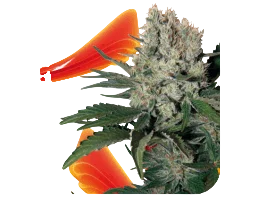 Syrup Auto – Produktansicht