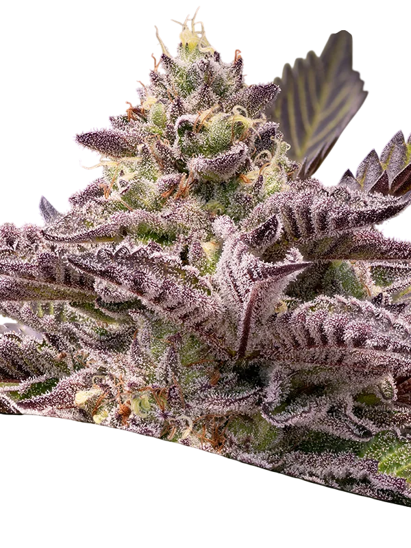 Tahiti Vibez Auto – Produktansicht