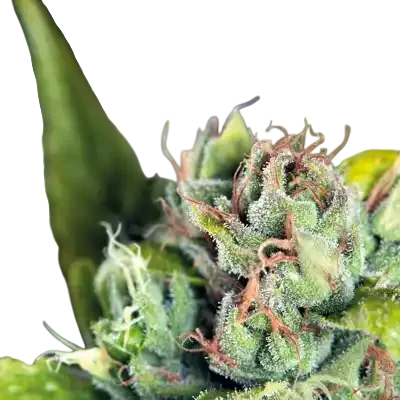 Tahoe Cure | PHOTOFEM | Pyramid Seeds