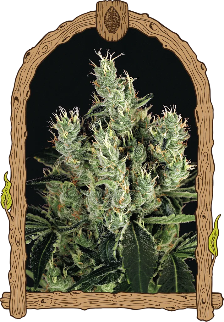 Tangerine Band | PHOTOFEM | Exotic Seed