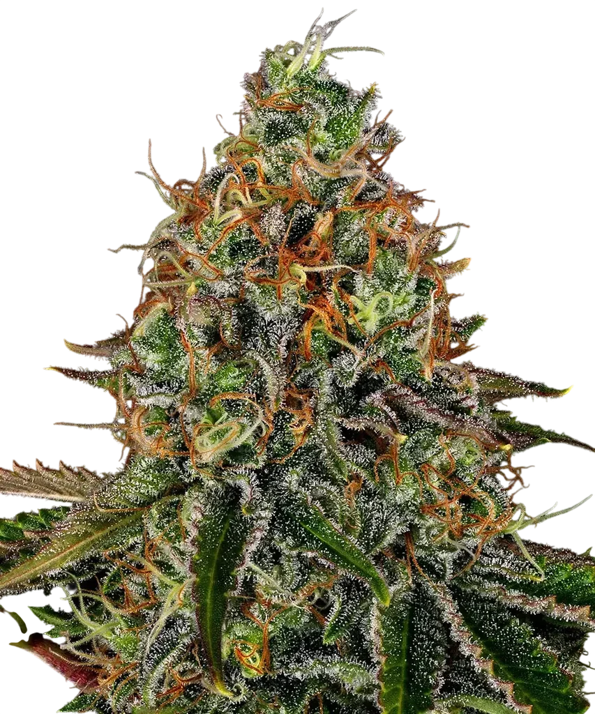 Tangerine Dream Auto – Produktansicht