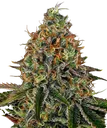 Tangerine Dream Auto | AUTOFEM | Barneys Farm