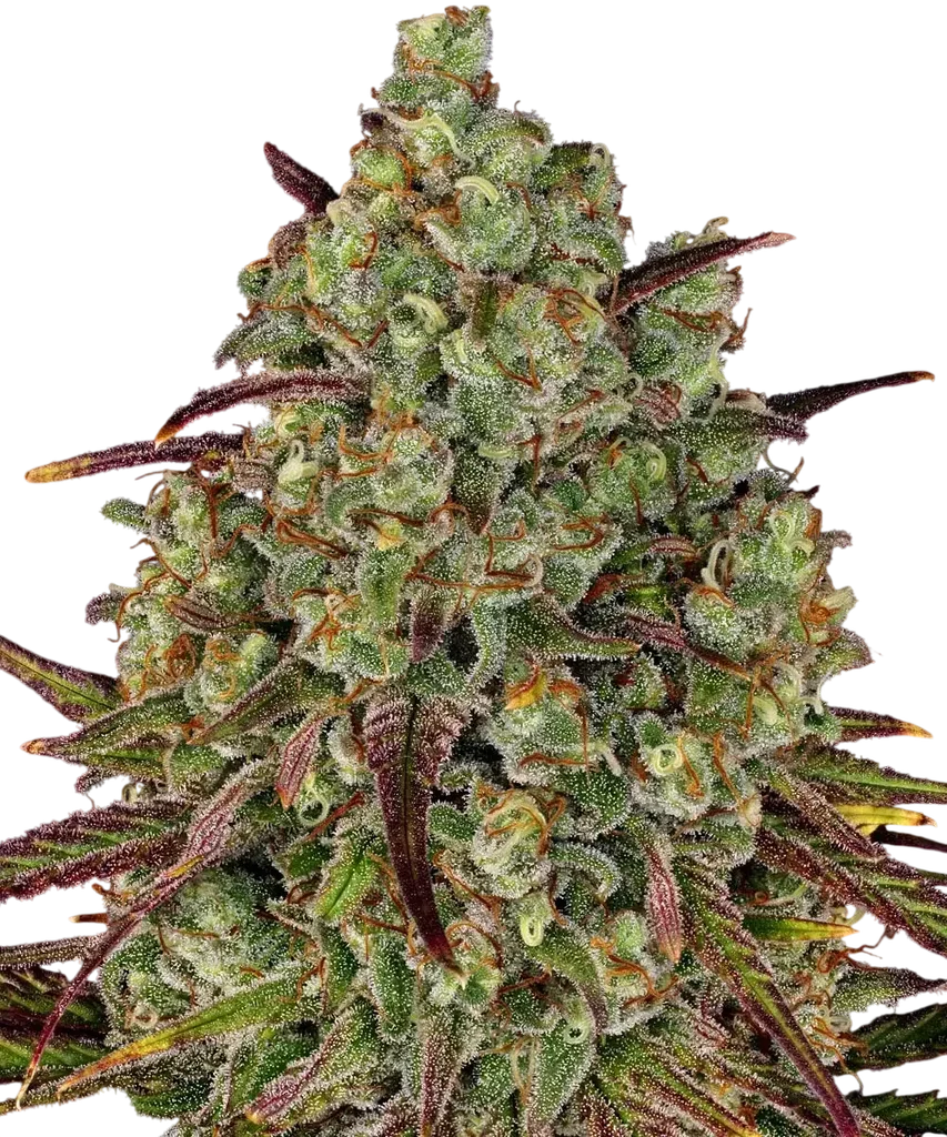 Tangerine Dream – Produktansicht