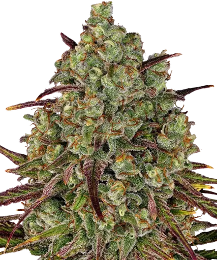 Tangerine Dream | PHOTOFEM | Barneys Farm
