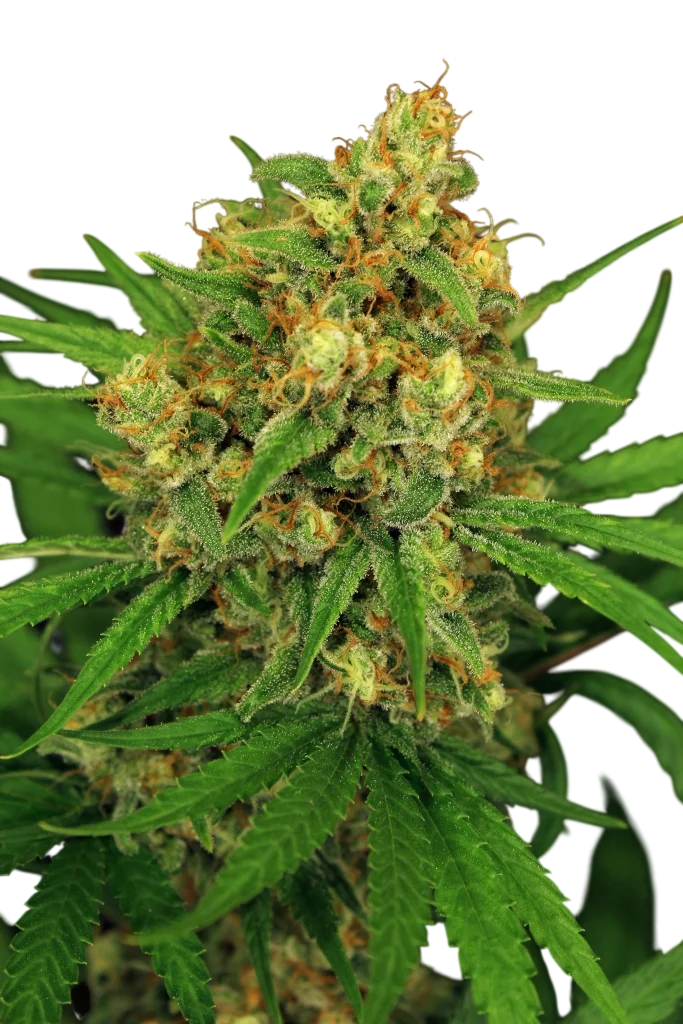 Tangerine Kush | PHOTOREG | Exotic Seed