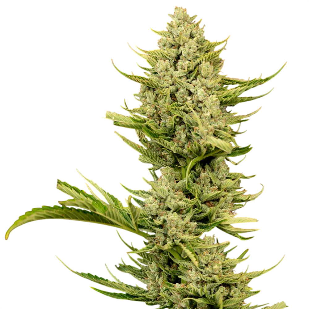 Tangerine Snow F1 Fast – Produktansicht