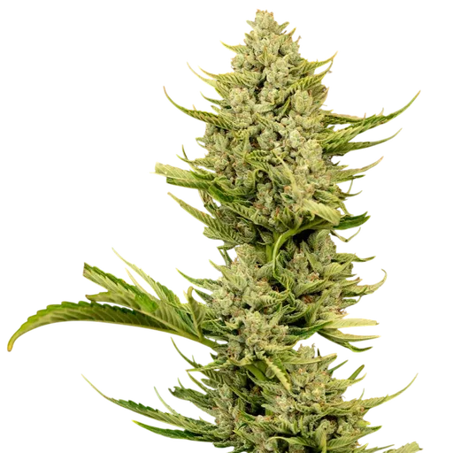 Tangerine Snow F1 Fast