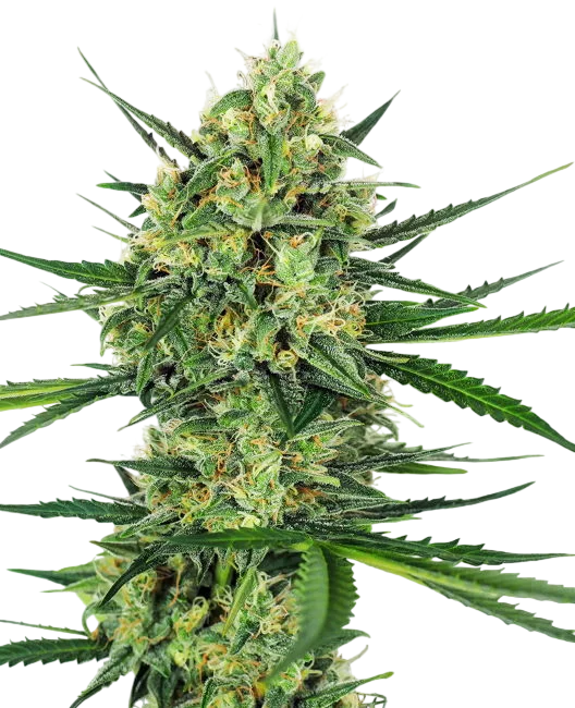 Tangerine Sugar – Produktansicht