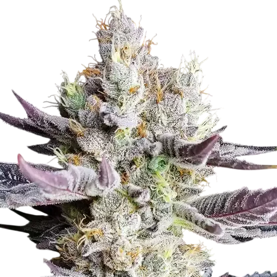 BooBerry Cookies RBX – Produktansicht