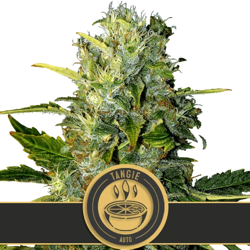 Tangie Auto – Produktansicht