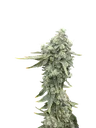 Boof Boss | PHOTOFEM | Elev8 Seeds
