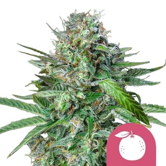 Tangie – Produktansicht
