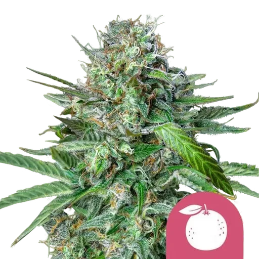 Tangie | PHOTOFEM | Royal Queen Seeds