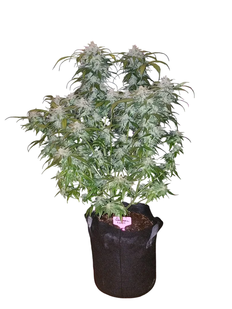 Tangie Matic Auto – Produktansicht