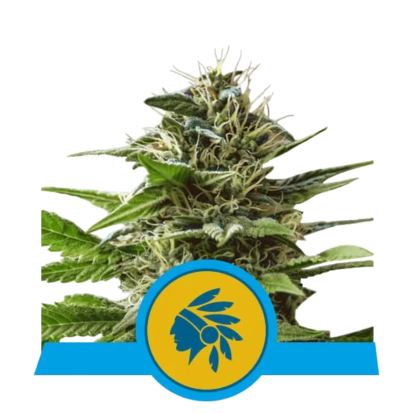 Tatanka Pure CBD – Produktansicht