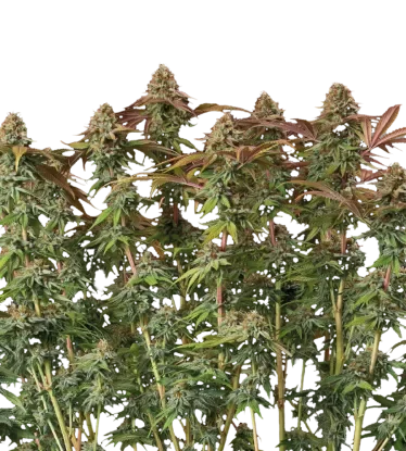 Terp & Tonic Auto – Produktansicht