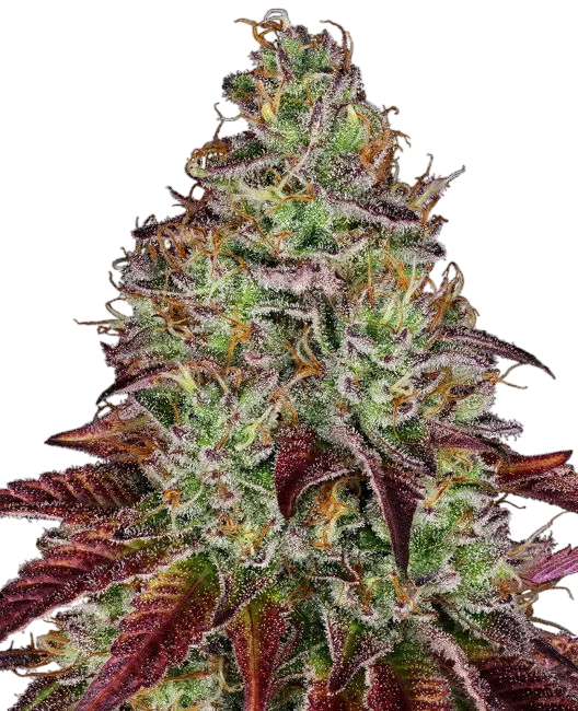 Tezla OG – Produktansicht