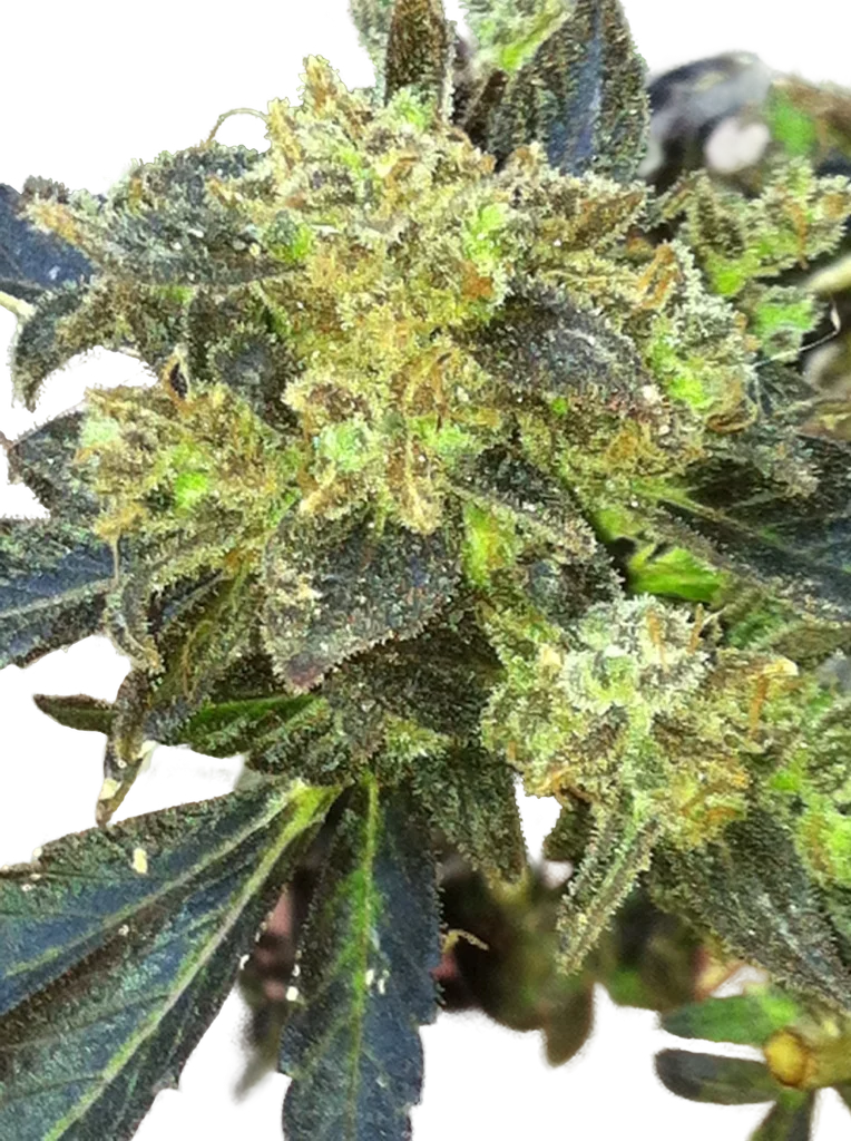 Boss Hogg | PHOTOFEM | Cali Connection
