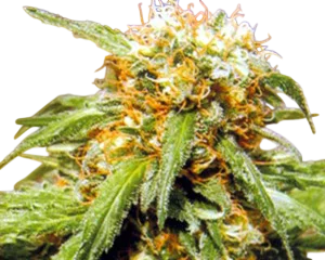 Thai Fantasy | PHOTOFEM | Kannabia Seeds