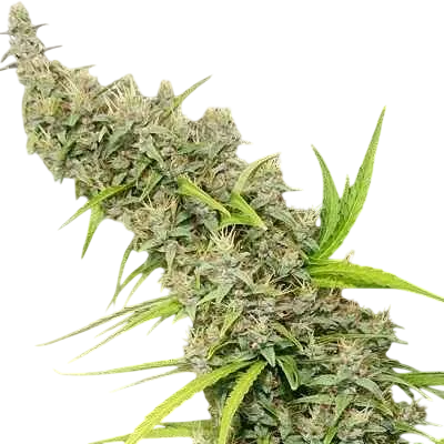 Thai x Panama – Produktansicht