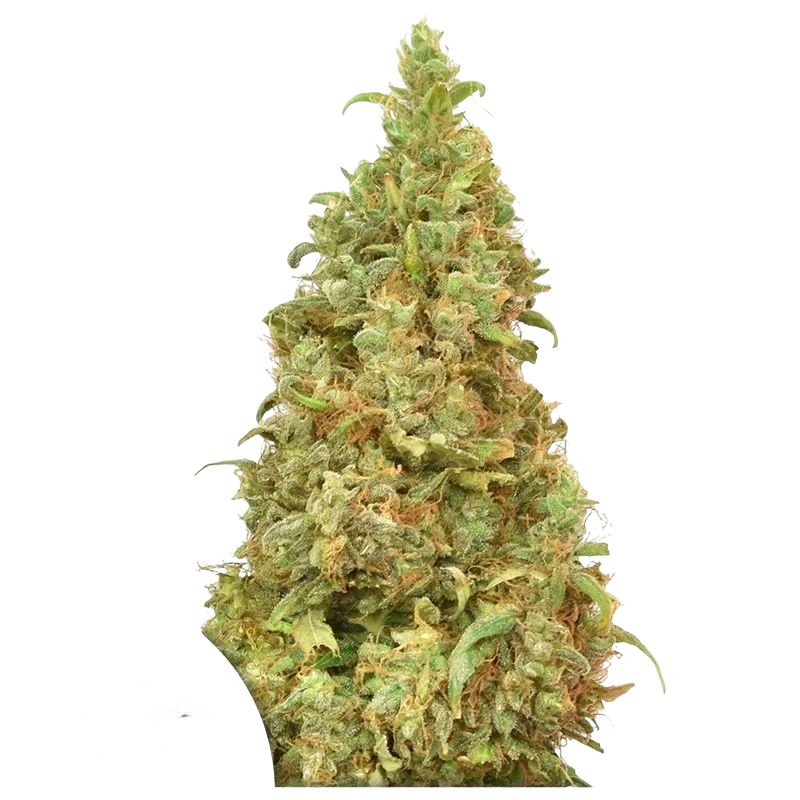 THC-Victory – Produktansicht