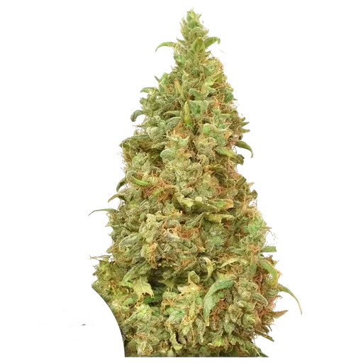 THC-Victory | PHOTOFEM | Dutch Passion