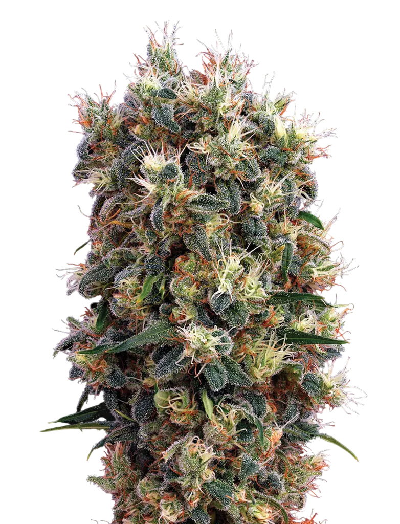 The Church | PHOTOFEM | Greenhouse Seed Co.