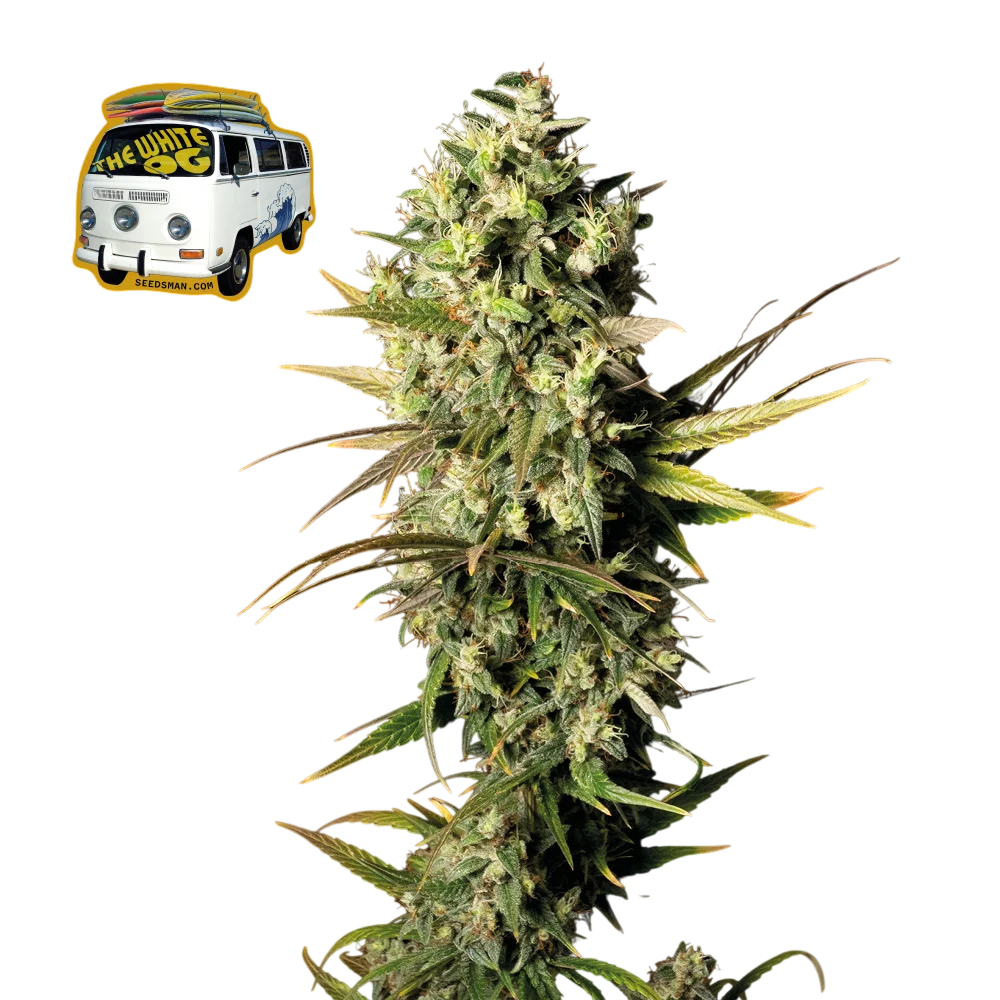 The White OG – Produktansicht