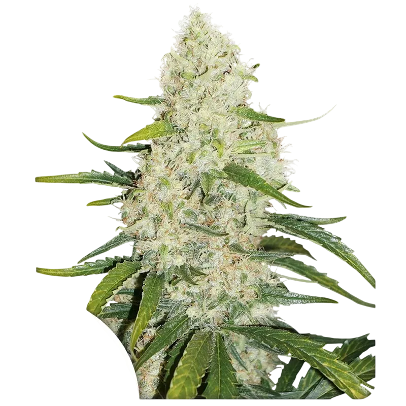 Think Big Auto | AUTOFEM | Dutch Passion