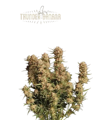 Thunder Banana Auto