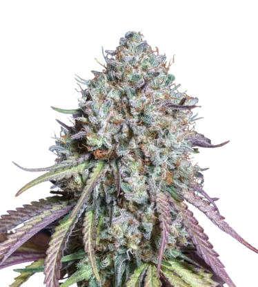 Thunder Banana – Produktansicht