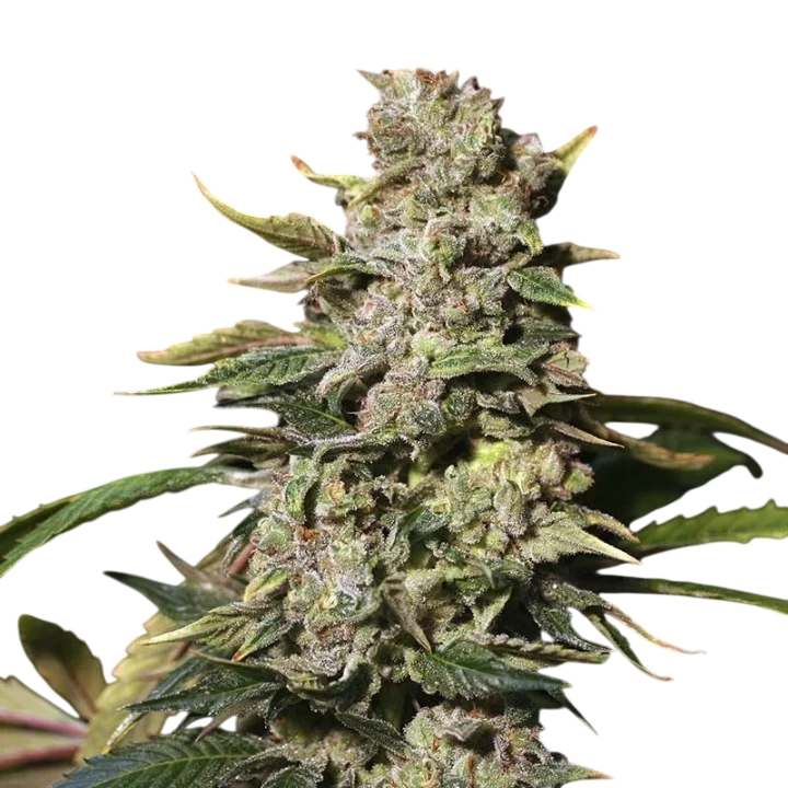 TNT Kush – Produktansicht