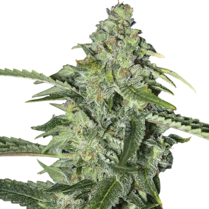 TNT Kush CBD – Produktansicht