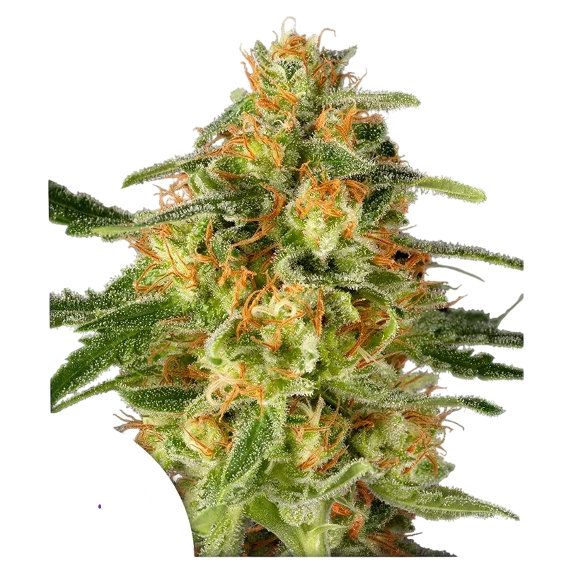 TNT Trichome – Produktansicht