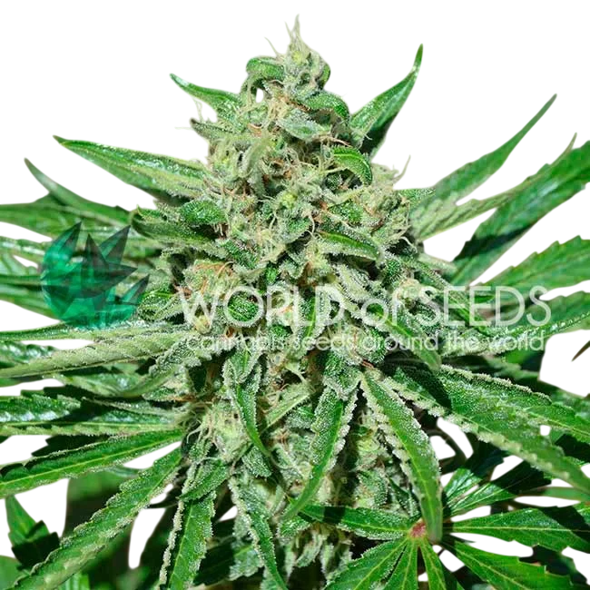 Tonic CBD – Produktansicht