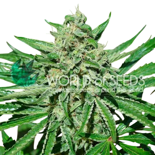Tonic CBD