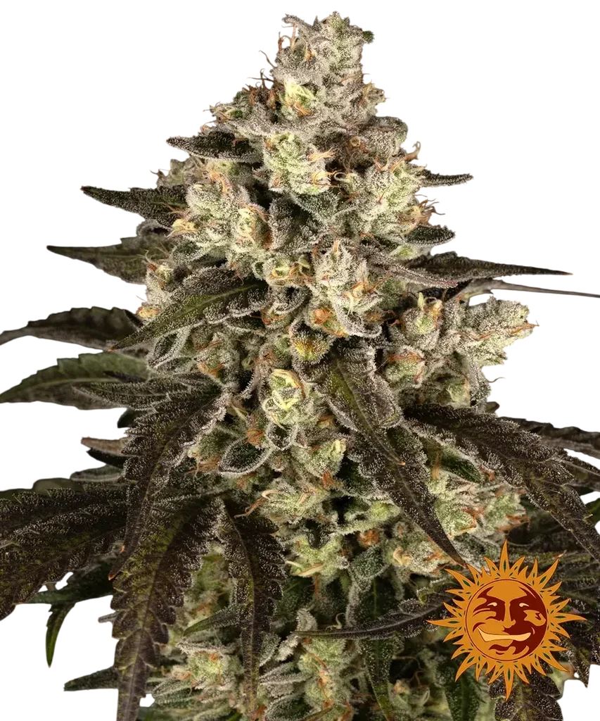 Trainwreck – Produktansicht