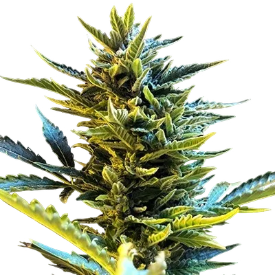 Bride Cake Auto | AUTOFEM | G13 Labs