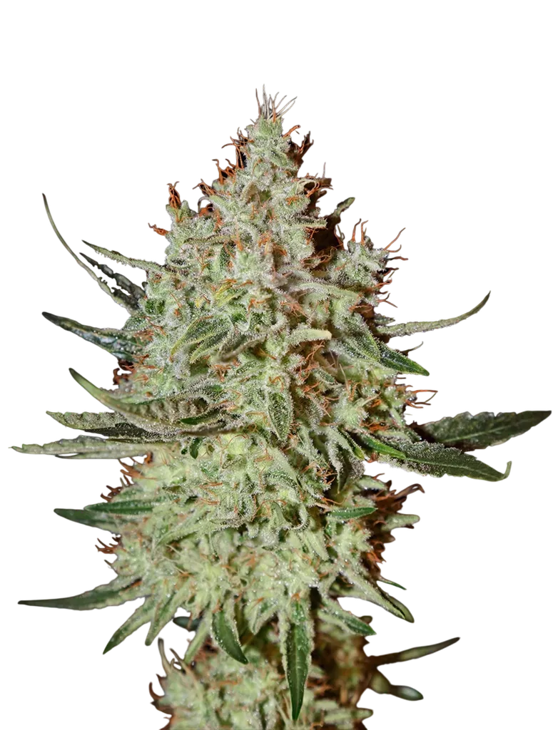 Trainwreck | PHOTOFEM | Greenhouse Seed Co.