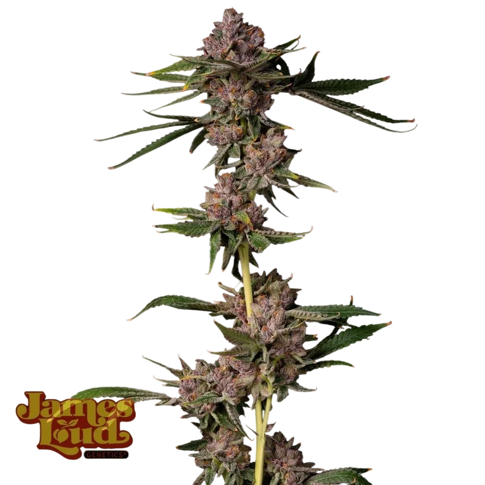Triangle Lemon Cherry – Produktansicht