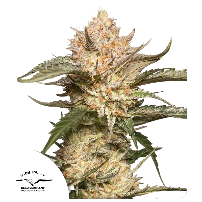 Trichome & Cream Auto – Produktansicht