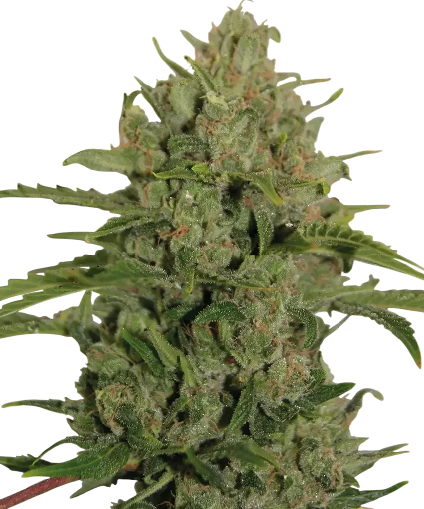 Triple Cheese – Produktansicht