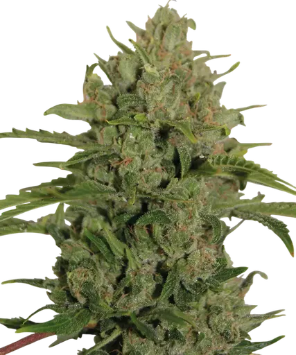 Triple Cheese