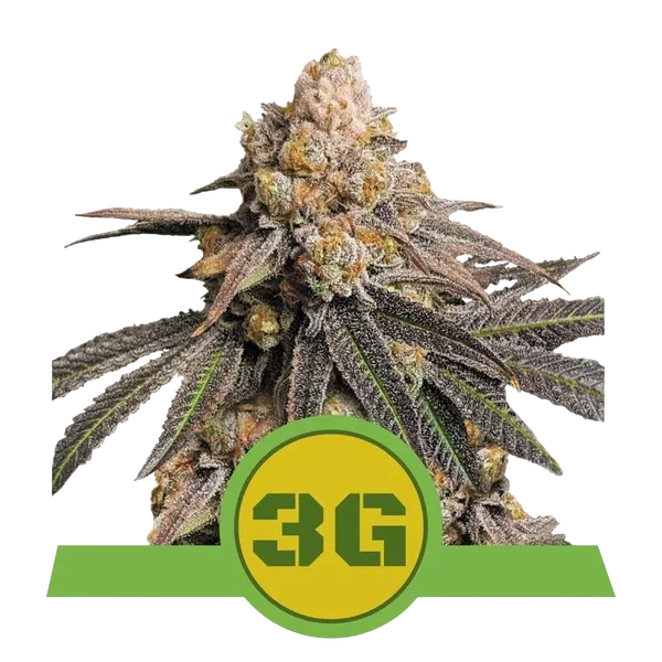 Triple G Auto | AUTOFEM | Royal Queen Seeds