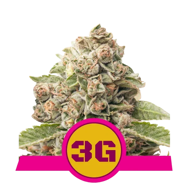 Triple G | PHOTOFEM | Royal Queen Seeds